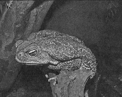 Жабы — Нарутопедия. Самые большие амфибии Имя самой большой жабы