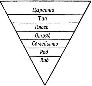 Вид класс отряд. Классификация Карла Линнея схема. Карл Линней классификация живых организмов. Систематика Линнея схема. Иерархия биологической систематики.
