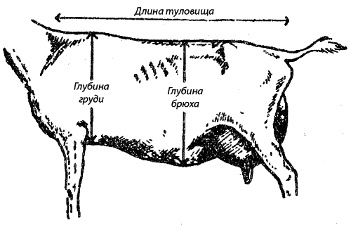 Вес барана в среднем живой