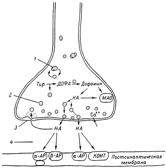 Норадреналин синапс. Схема строения адренергического синапса. Схема адренергического синапса фармакология. Строение адренергического синапса фармакология. Структура адренергического синапса.
