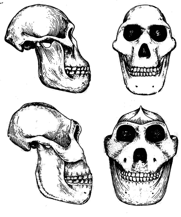 Неандерталец череп рисунок