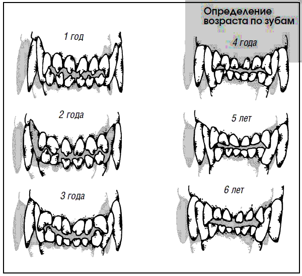 Как меняются зубы у шпица схема