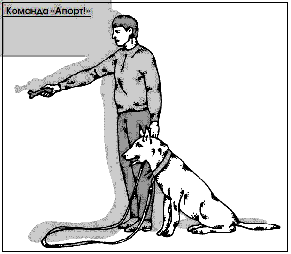 Приемы дрессировки собак. Апорт команда собаке. Дрессировка команды Апорт. Дрессировка собак Апорт. Дрессировка собаки схема.