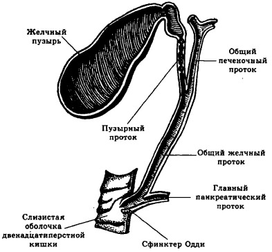 Желчный пузырь фото анатомия