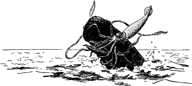 Включи навык кальмар. Гигантский морской кальмар. Занимательная Зоология рисунок карандашом морского волка. Занимательная Зоология рисунок карандашом моряка.