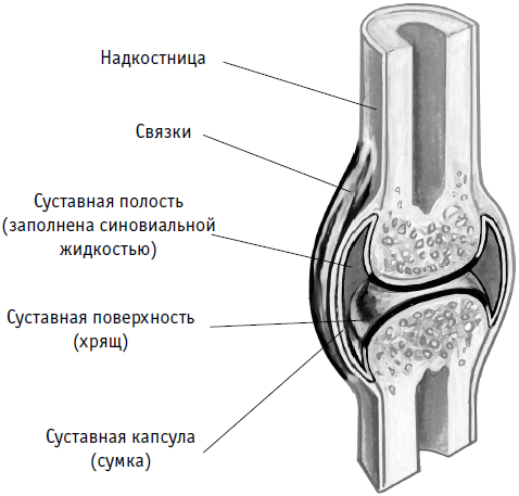 Полость сустава. Суставной хрящ надкостница. Синовиальное соединение.