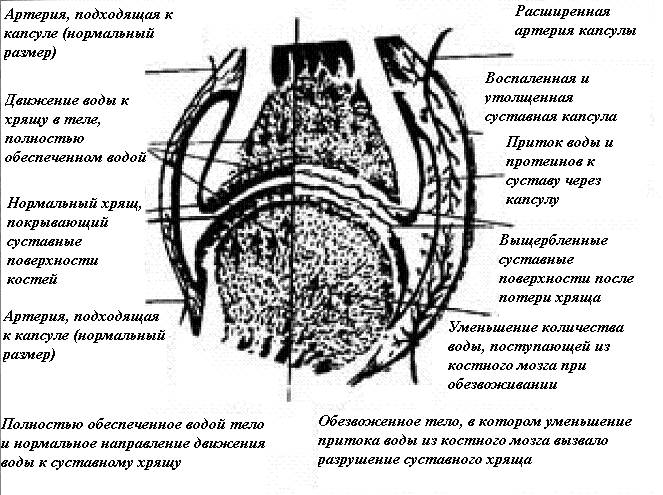 Пещеристое тело полового тела. Продукты разрушающие суставы и хрящи. Пещеристые тела приравниваются л к хрящам.