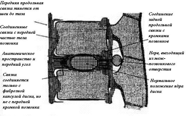 Продольная связка. Передняя продольная связка. Передняя продольная связка позвоночника. Передняя и задняя продольные связки.