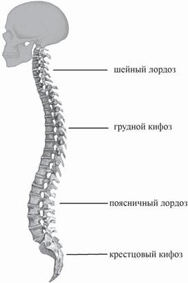 Отделы позвоночника человека для мрт рисунок схема