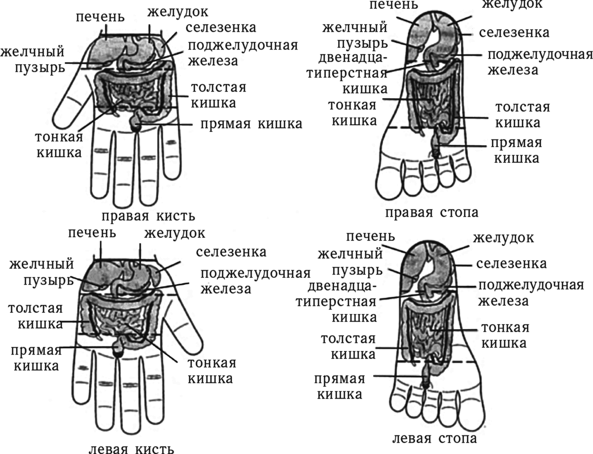 Система соответствия органов человека. Су Джок проекция органов на ладони. Система соответствия Су Джок правая рука. Точки Су Джок на ладони схема. Су Джок стопа схема.
