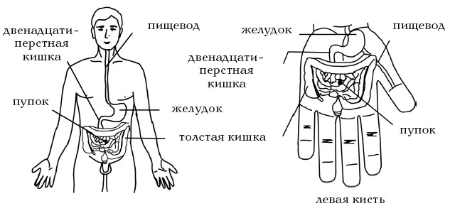 Что выше пупка. Точка от несварения желудка. На ладонь выше пупка. Схема ЖКТ относительно пупка. Расположение желудка у человека схема относительно пупка.