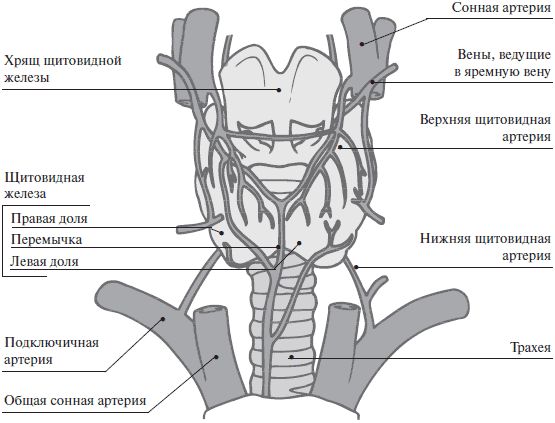 Кровоснабжение щитовидной железы схема