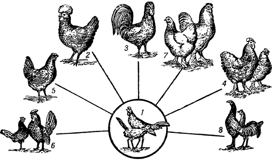 Куры происхождение. Банкиевские куры искусственный отбор. Куры гибридизация селекция. Искусственный отбор селекция животных. Породы кур селекция.