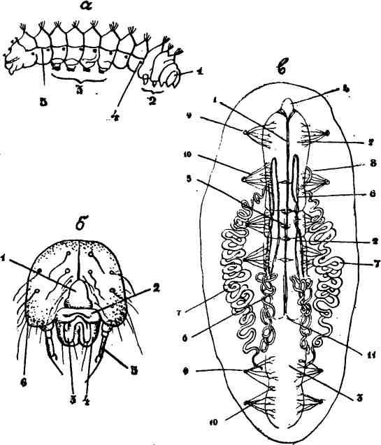 Лба 2 8. Кровеносная система гусеницы. Жвалы рисунок. Жвалы насекомого рисунок. Жвалы насекомых схема длинные.
