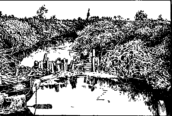 Рис. 2. Речка в тундре, окруженная густым хвойным кустарником.