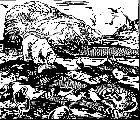 Рис. 3. Белый медведь или ошкуй. На первом плане картинки видны разные морские птицы.