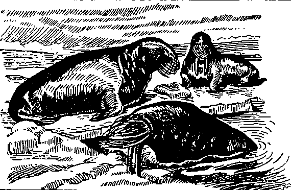 Рис. 4. Моржи.
