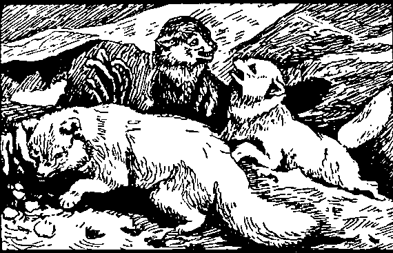 Рис. 6. Песцы.