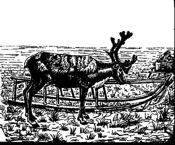 Рис. 7. Домашний северный олень. Он привязан к нарте. Это легкие санки, на которых в тундрах ездят зимой и летом.