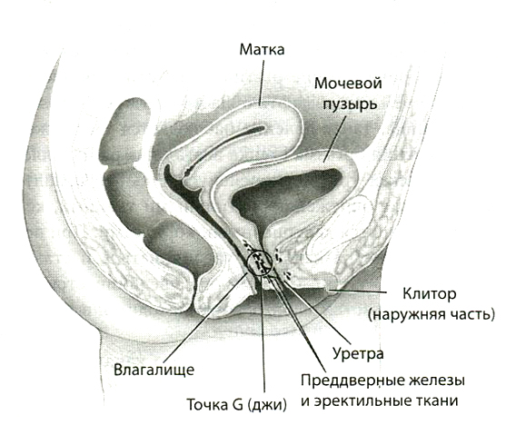 Точка G. Где находится и как её найти. Практика и стимуляция