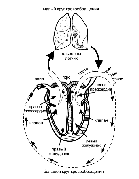 Схема малого круга кровообращения. Схема малого круга кровообращения схема. ,Jkmijq b vfksqкруги кровообращения схема. Большой и малый круг кровообращения схема. Схема малого круга кровообращения у человека.