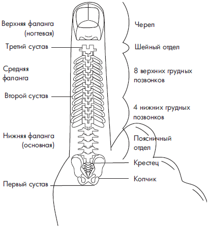 Где точка джи у женщин фото