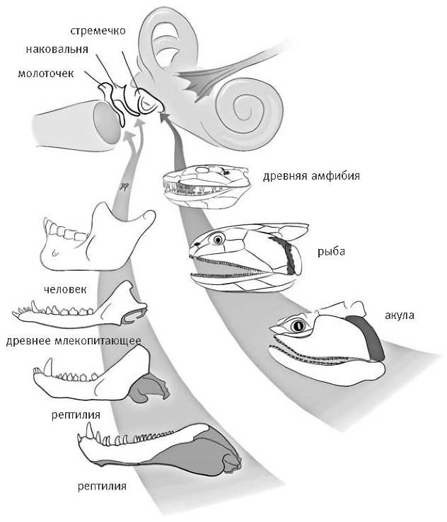 Среднее ухо пресмыкающихся. Слуховой анализатор рыб. Строение уха рыб. Эволюция слуховых косточек у млекопитающих.