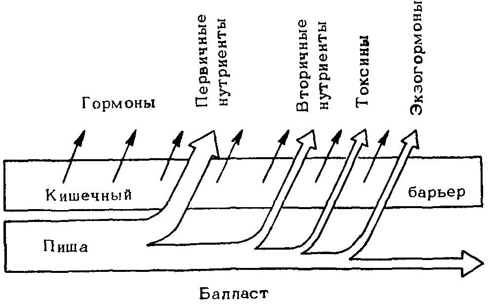 Теория адекватного питания