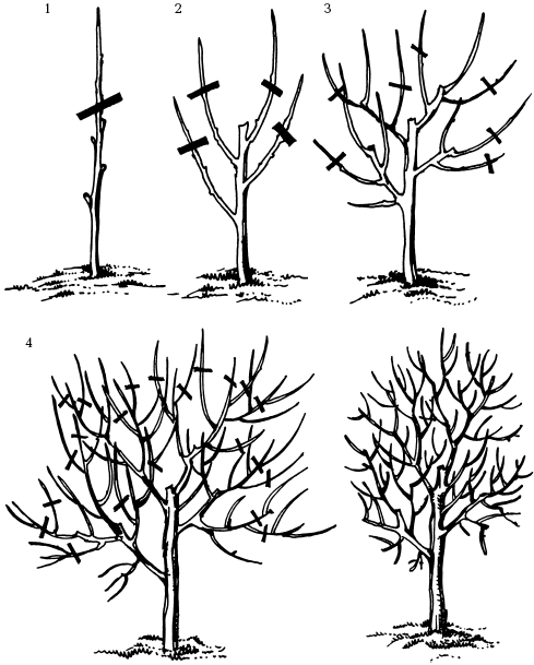 Схема обрезки яблони по годам рисунки