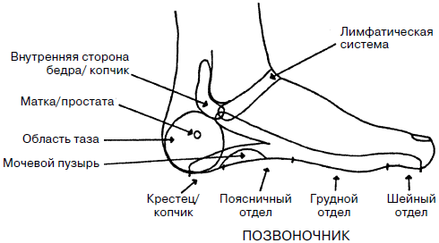 Фото стопы человека с точками