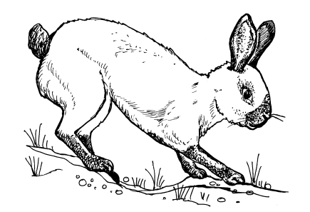 На рисунке изображены горностаевые кролики. Горностаевый кролик. Рисунок горностаевых кроликов. Русский горностаевый кролик. Горностаевый кролик рисунок.