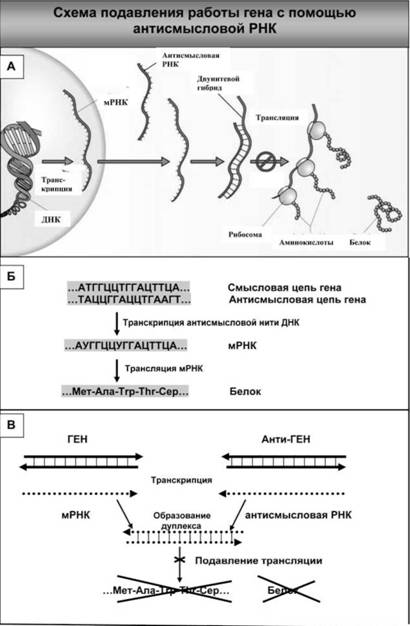Антисмысловые РНК. Антисмысловая РНК. Смысловая и антисмысловая цепь ДНК.