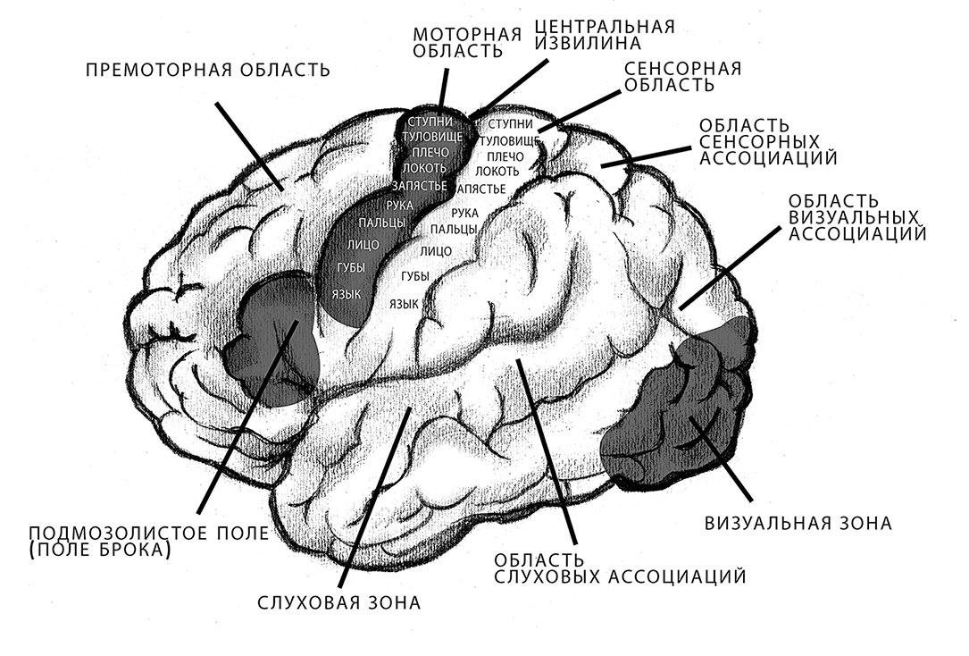 Свойства коры мозга. Двигательные зоны коры головного мозга. Премоторные зоны полушарий головного мозга.