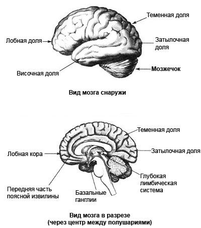Ковид и мозг. Лимбическая система поясная извилина. Мозг в разрезе.