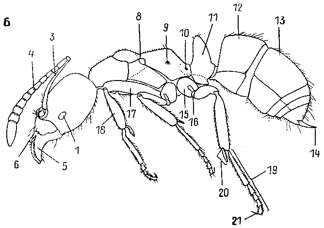 Муравьиная схема. Перепончатокрылые муравьи строение. Внутреннее строение муравьёв. Строение муравья. Строение муравья обыкновенного.