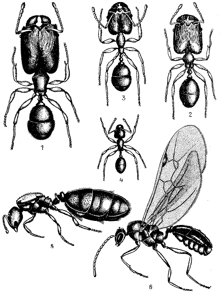Муравьи касты иерархии. Касты муравьев жнецов. Иерархия муравьев жнецов. Матка и самец муравья.
