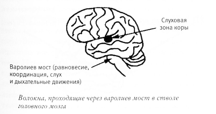 Слуховая зона мозга расположена. Слуховая зона коры головного мозга. Функции слуховой зоны головного мозга. Слуховая зона коры головного мозга расположена в. Функции слуховой зоны коры головного мозга.