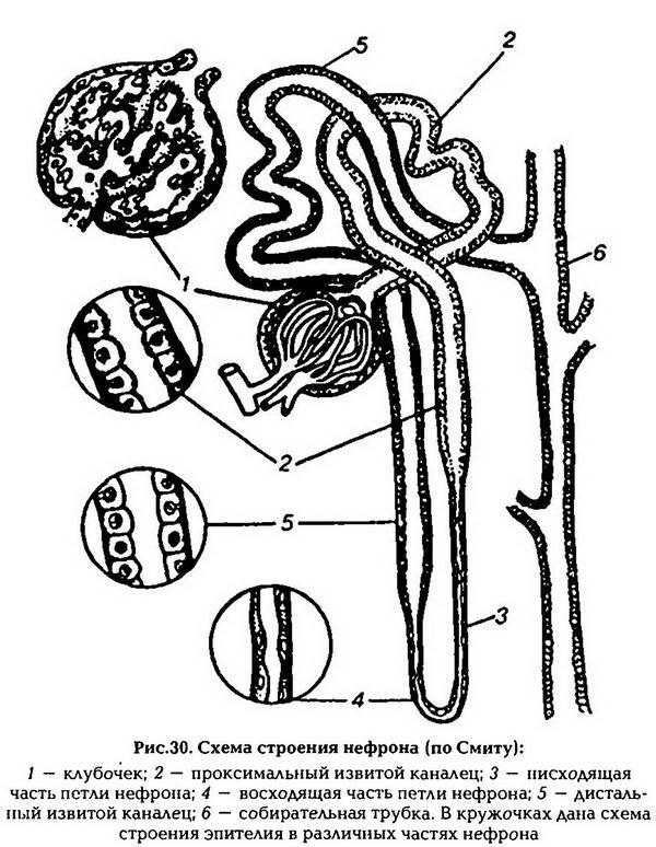 Схема нефрона с подписями - 83 фото
