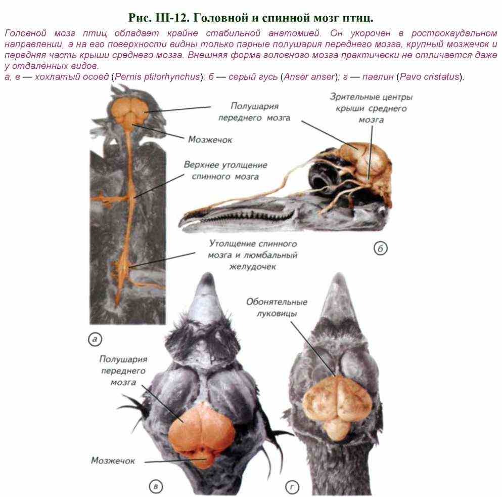 Передний мозг у птиц функции. Нервная система система птиц. Функции отделов головного мозга птиц. Строение нервной системы птиц. Нервная система и органы чувств птиц.