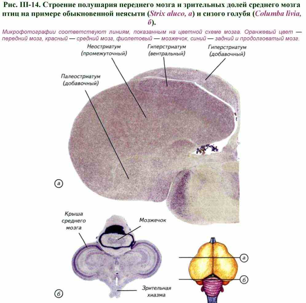 сколько отделов в головном мозге у птиц. Смотреть фото сколько отделов в головном мозге у птиц. Смотреть картинку сколько отделов в головном мозге у птиц. Картинка про сколько отделов в головном мозге у птиц. Фото сколько отделов в головном мозге у птиц