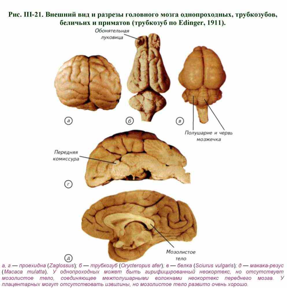 Появление мозга. Головной мозг млекопитающих. Головной мозг собаки анатомия. Мозг обезьяны строение.
