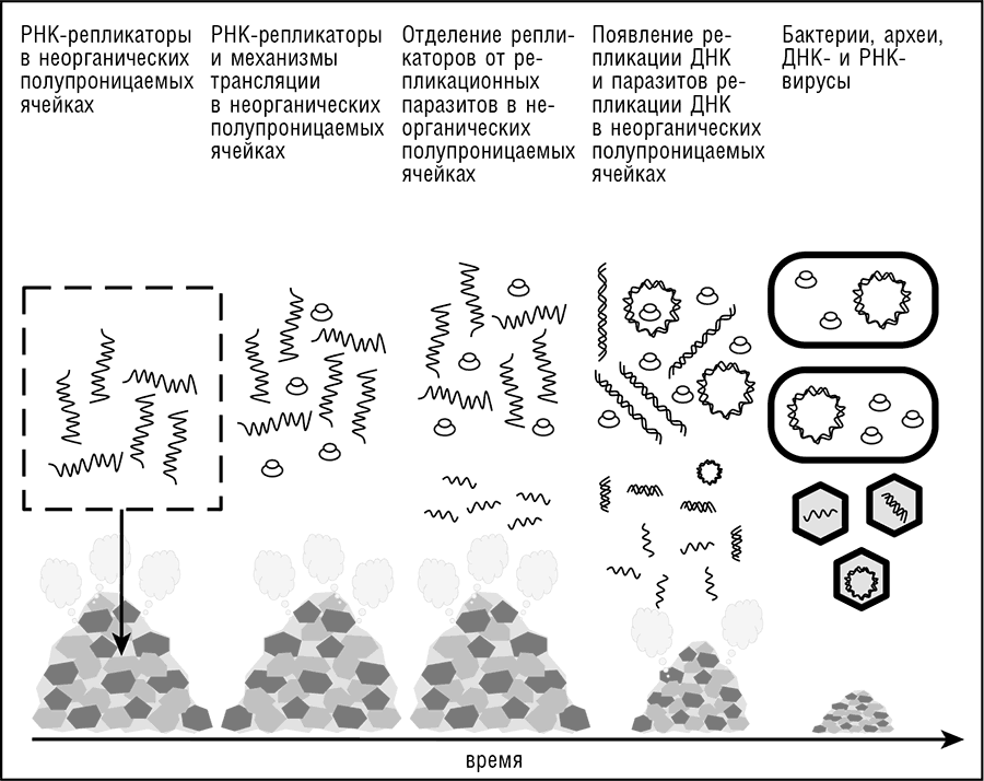 Гипотезы происхождения вирусов. Гипотезы происхождения вирусов схема. Гипотеза клеточного происхождения вирусов. Вирусы Эволюция происхождение. Эволюционное происхождение вирусов.