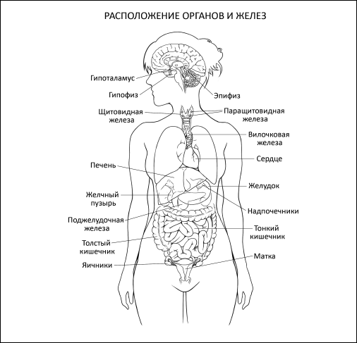 Строение органов человека рисунок с описанием