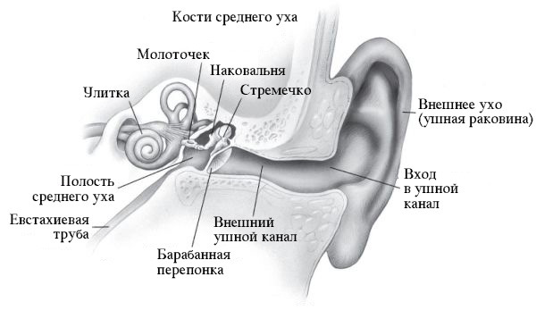 Среднее ухо картинка