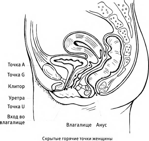 Точка G: краткое руководство для тех, кто хочет улучшить интимную жизнь