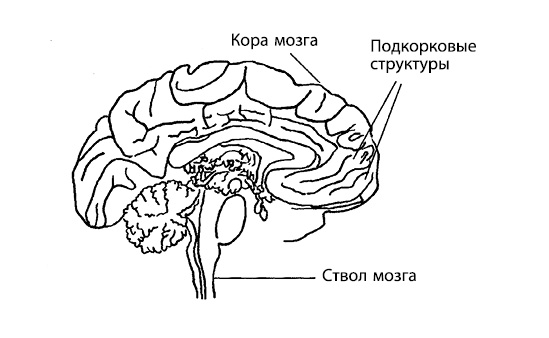 Подкорковые структуры. Подкорковые отделы коры головного мозга. Корковые и подкорковые структуры мозга. Подкорковые структуры головного мозга схема.