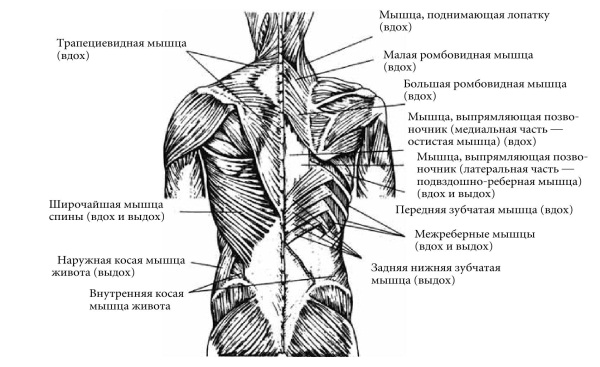 Мышечная система человека анатомия вид сзади