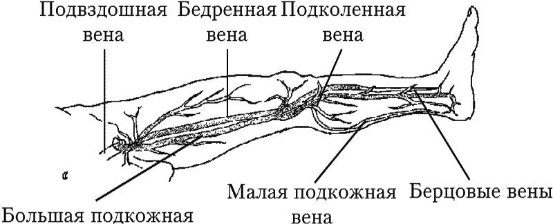 Клапаны вен нижних конечностей