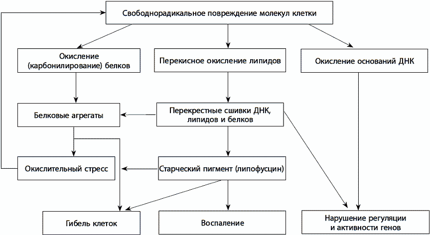 Свободнорадикальное окисление схема