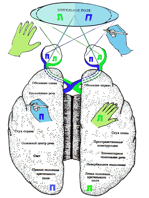 Зрение полушария мозга